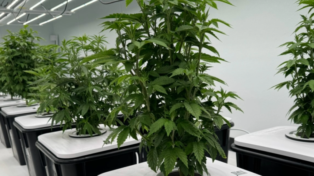 Image of a clean indoor weed farm in cuba new mexico.